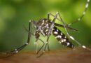 The Silent Vector: How Mosquito-Borne Diseases Threaten Global Health and Human Security